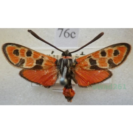 Zygaena fausta (Linnaeus, 1767) Kraśnik cieciorkowiec Francja76c